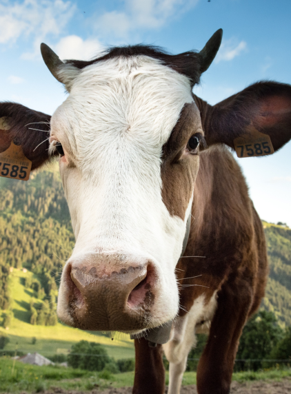 Sentier gourmand Beauregard